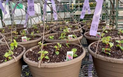 Preparing for Spring: The First Plantings of the Year