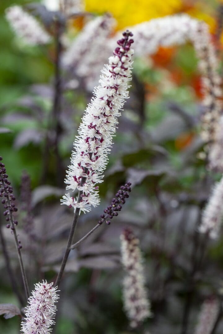 Pink Spike Snakeroot