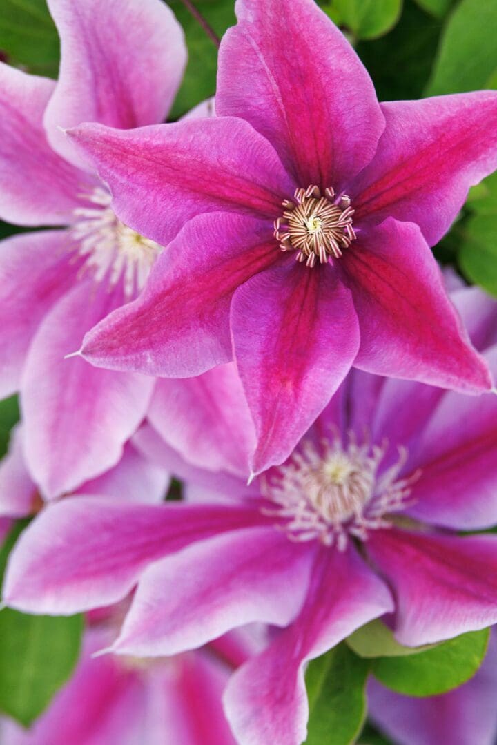 Boulevard Poseidon Clematis