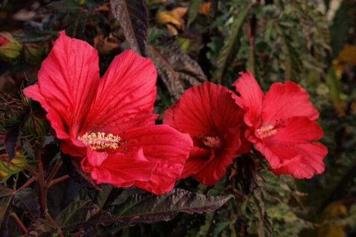 Moonshadow Morello Hardy Hibiscus - Image 2