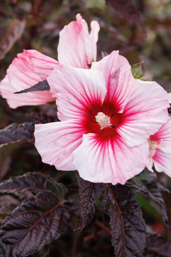 Moonshadow Rosita Hardy Hibiscus