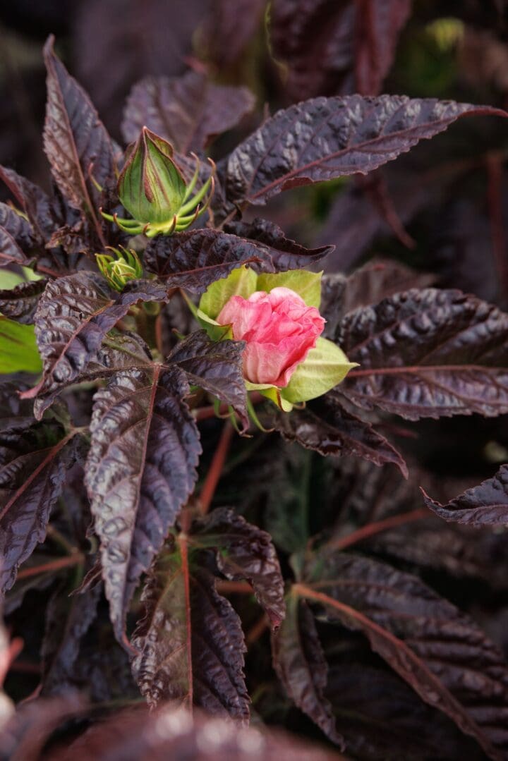 Moonshadow Rosita Hardy Hibiscus - Image 2