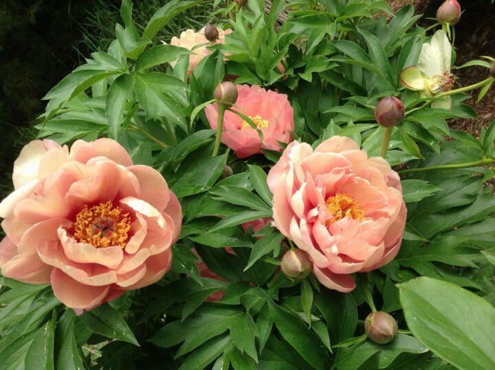 Garden Candy Peach-A-Licious Itoh Peony