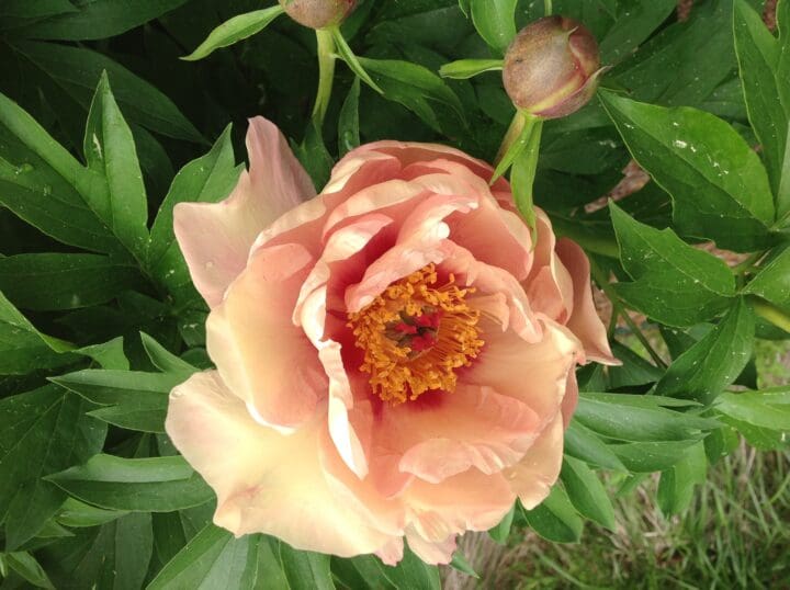 Garden Candy Peach-A-Licious Itoh Peony - Image 2