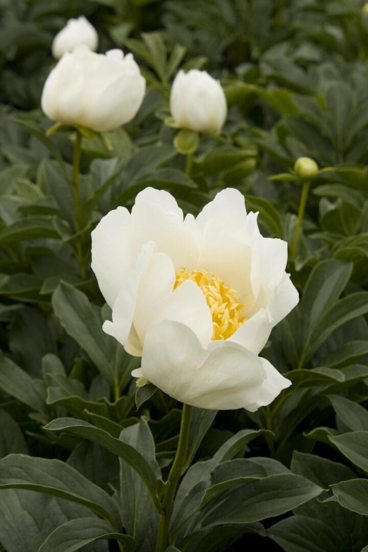 Jan Van Leeuwen Peony