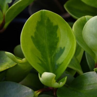 Lemon Lime Baby Rubber Plant